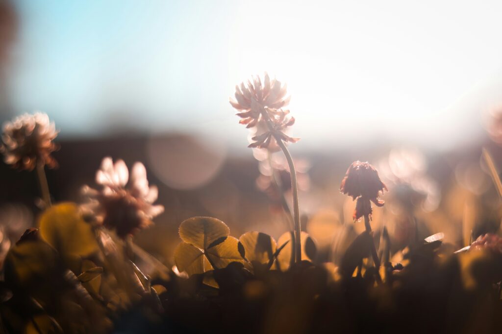 Soft morning light through flowers, part of a calming daily routine to support hormone balance